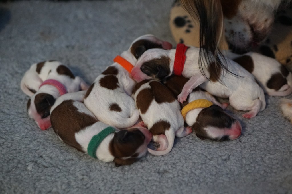 Past Litters